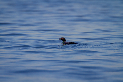 19107期开奖结果揭晓:幸运号码震撼公布